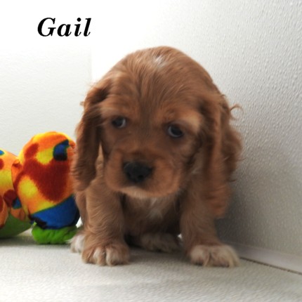 puppy, for, sale, Cocker Spaniel, Joe & Cherri  Overlease, dog, breeder, Miller, MO, dog-breeder, puppy-for-sale, forsale, nearby, find, puppyfind, locator, puppylocator, aca